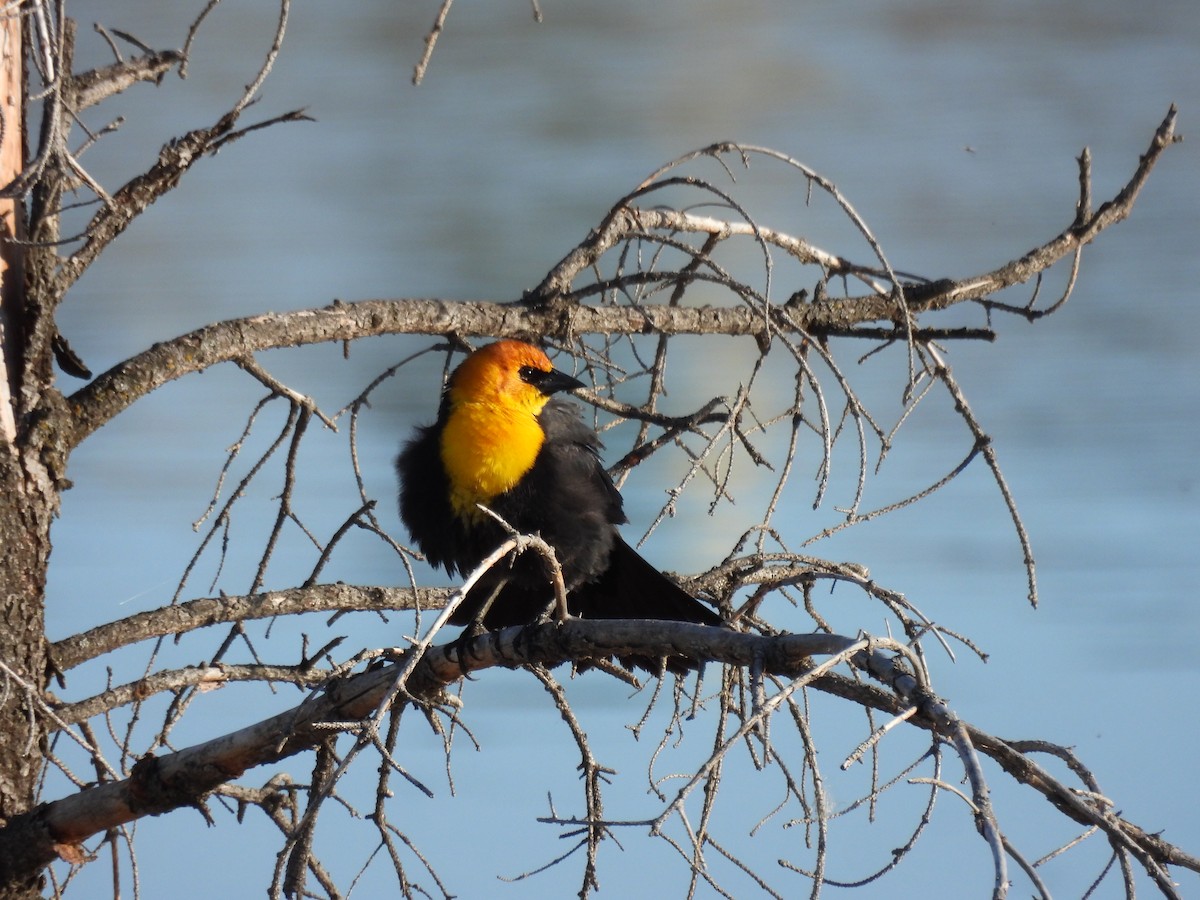 Yellow-headed Blackbird - Lara Fitzpatrick