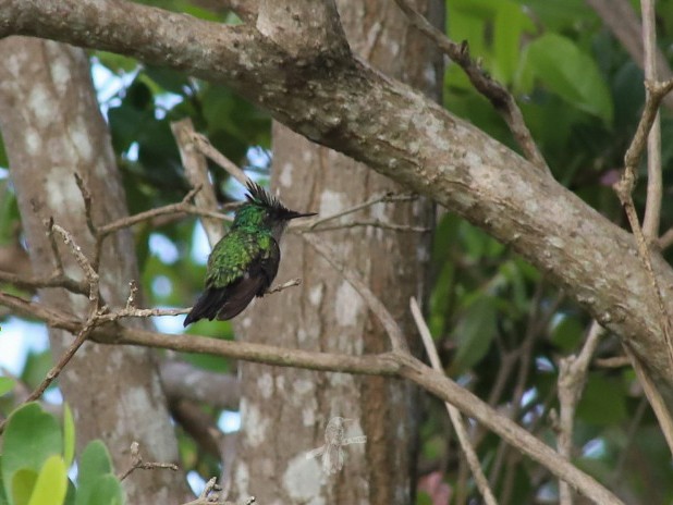 Antillean Crested Hummingbird - Eric Torres-Rivera