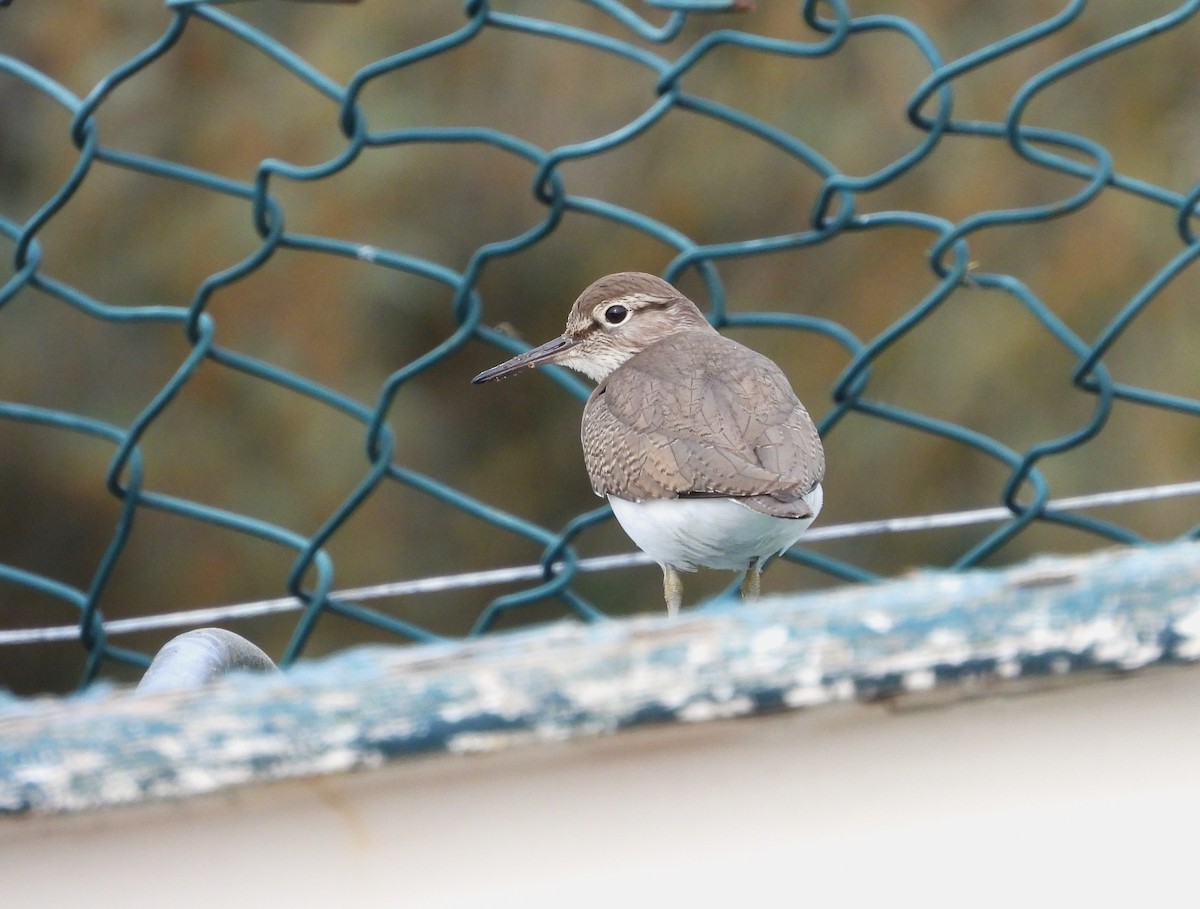 Common Sandpiper - Francesco Barberini