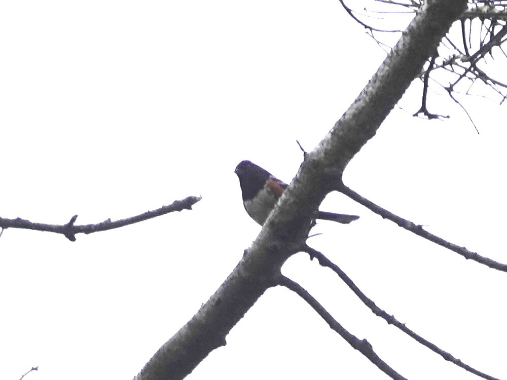 Spotted Towhee - ML618908465