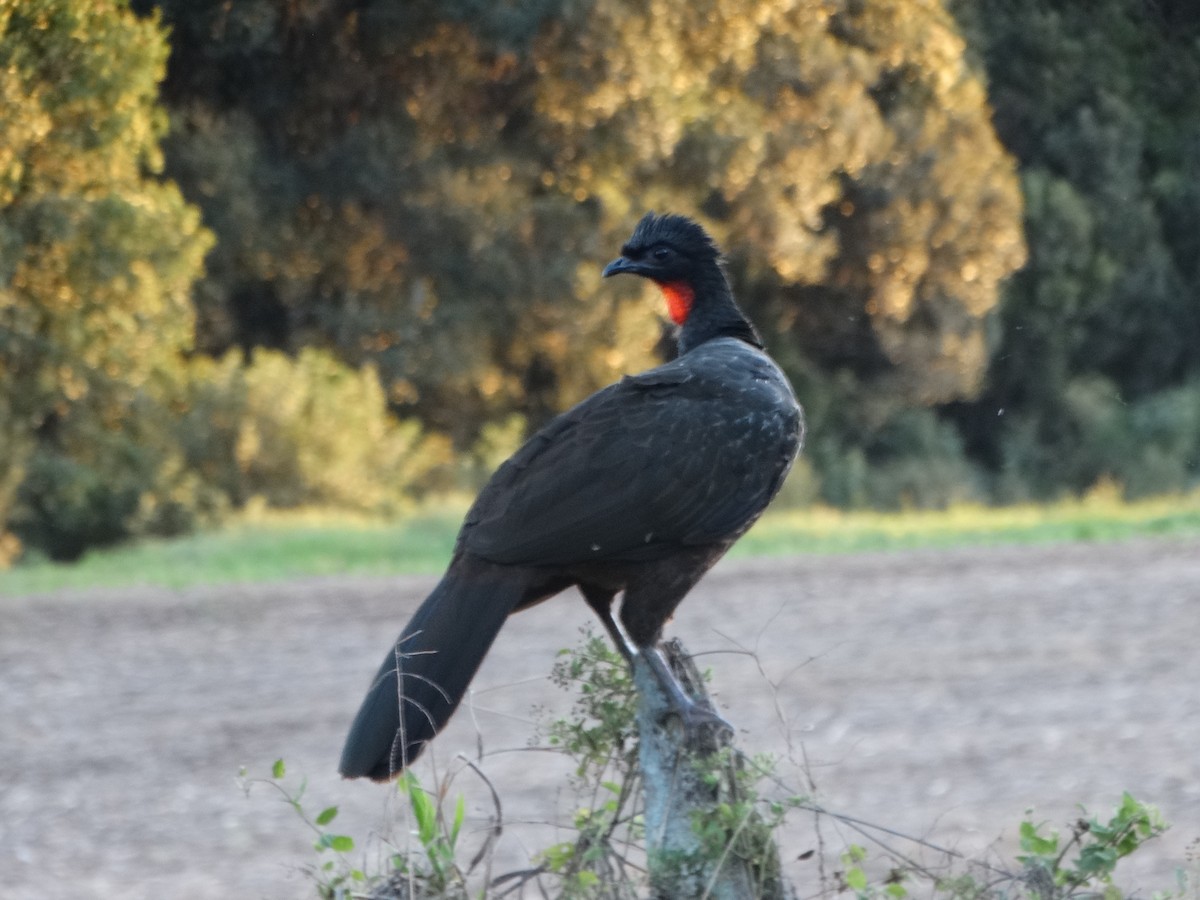 Dusky-legged Guan - BETHANY VILLALBA