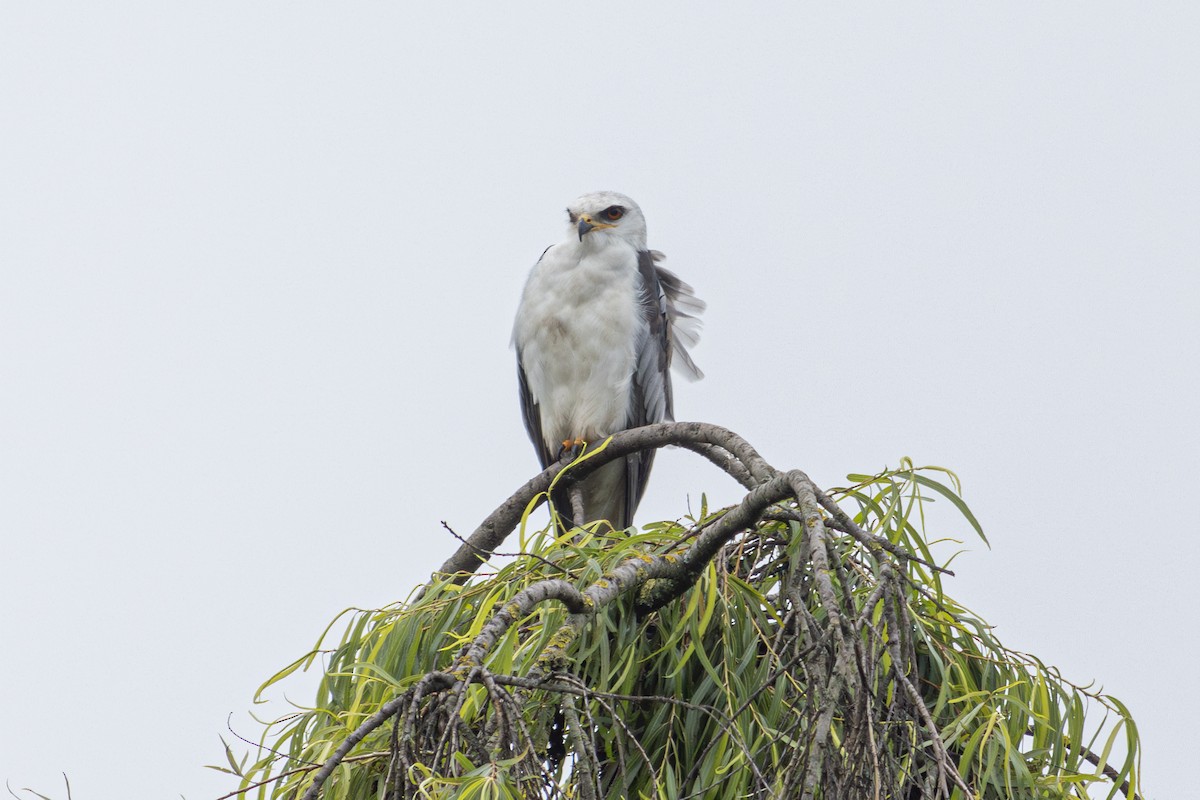 White-tailed Kite - John  Bernal