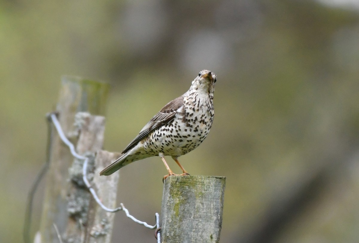 Mistle Thrush - David Barnett