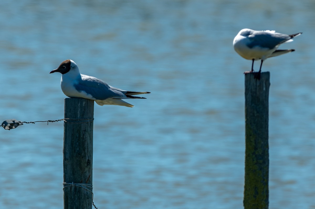 Black-headed Gull - lucien ABAH