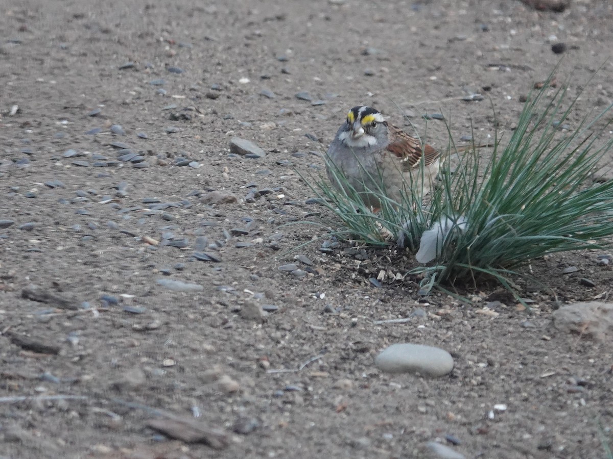 White-crowned Sparrow - ML618908544
