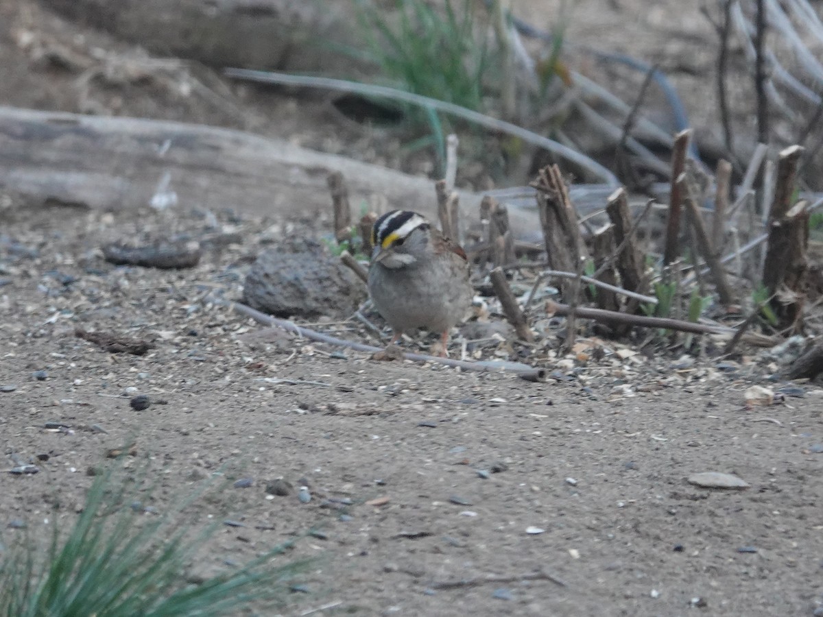 White-crowned Sparrow - ML618908549