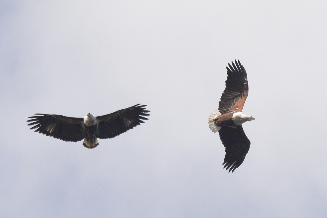 African Fish-Eagle - Sarel Snyman