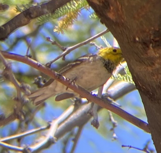 Hermit Warbler - ML618908576