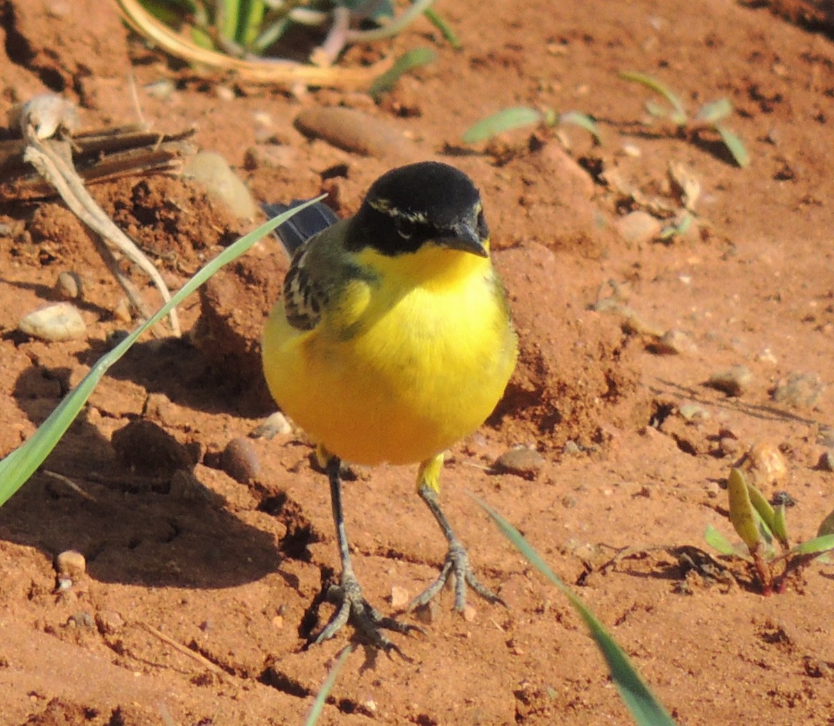 Western Yellow Wagtail (xanthophrys-type intergrade) - Mark Easterbrook