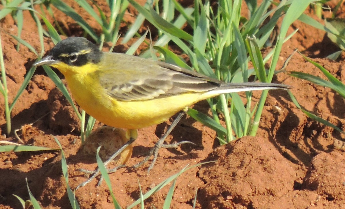 Western Yellow Wagtail (xanthophrys-type intergrade) - Mark Easterbrook