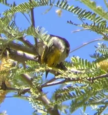 Hermit Warbler - ML618908615