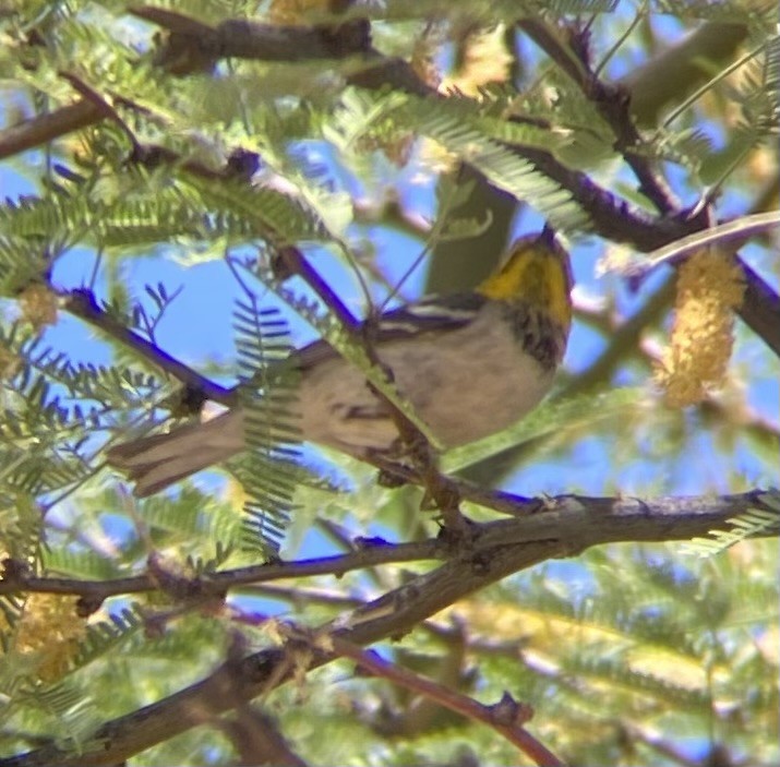 Hermit Warbler - ML618908620