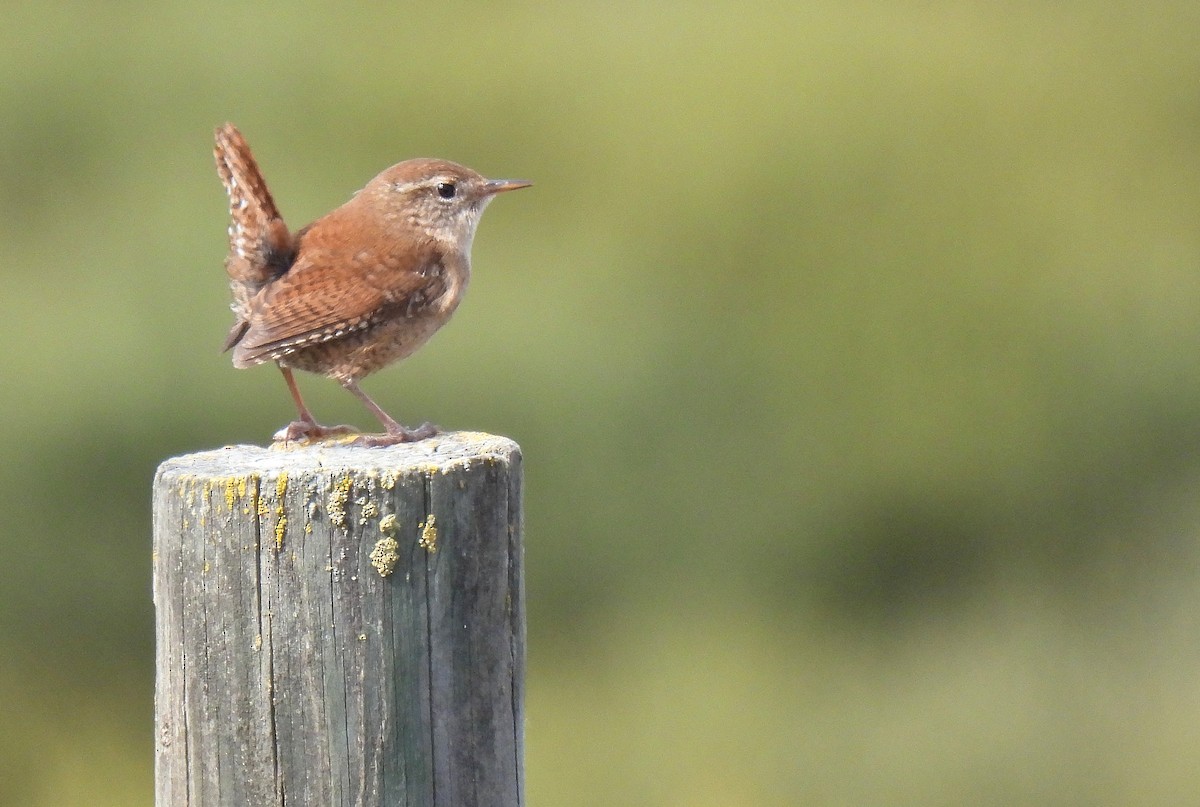 Eurasian Wren - Carlos Alberto Ramírez