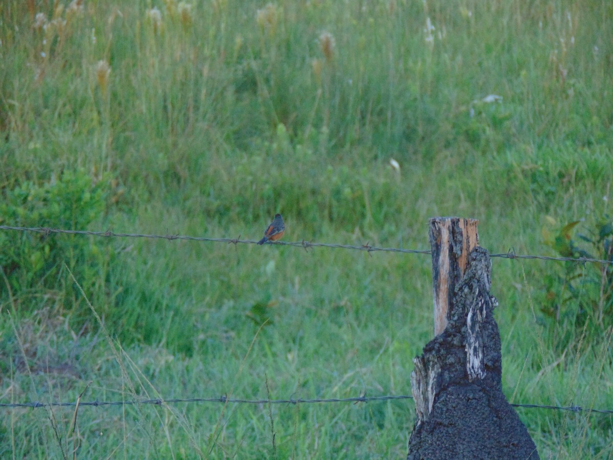 Ruddy-breasted Seedeater - ML618908648