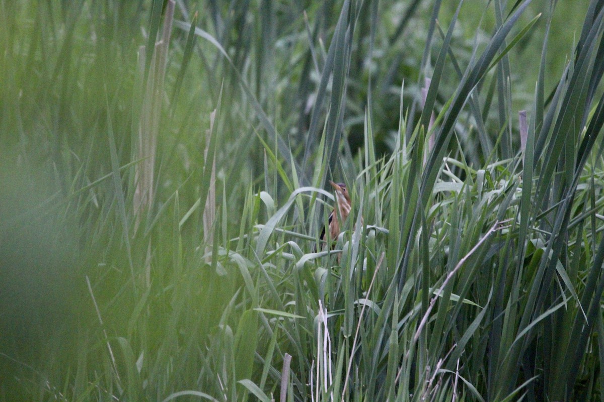 Least Bittern - Logan Anderson