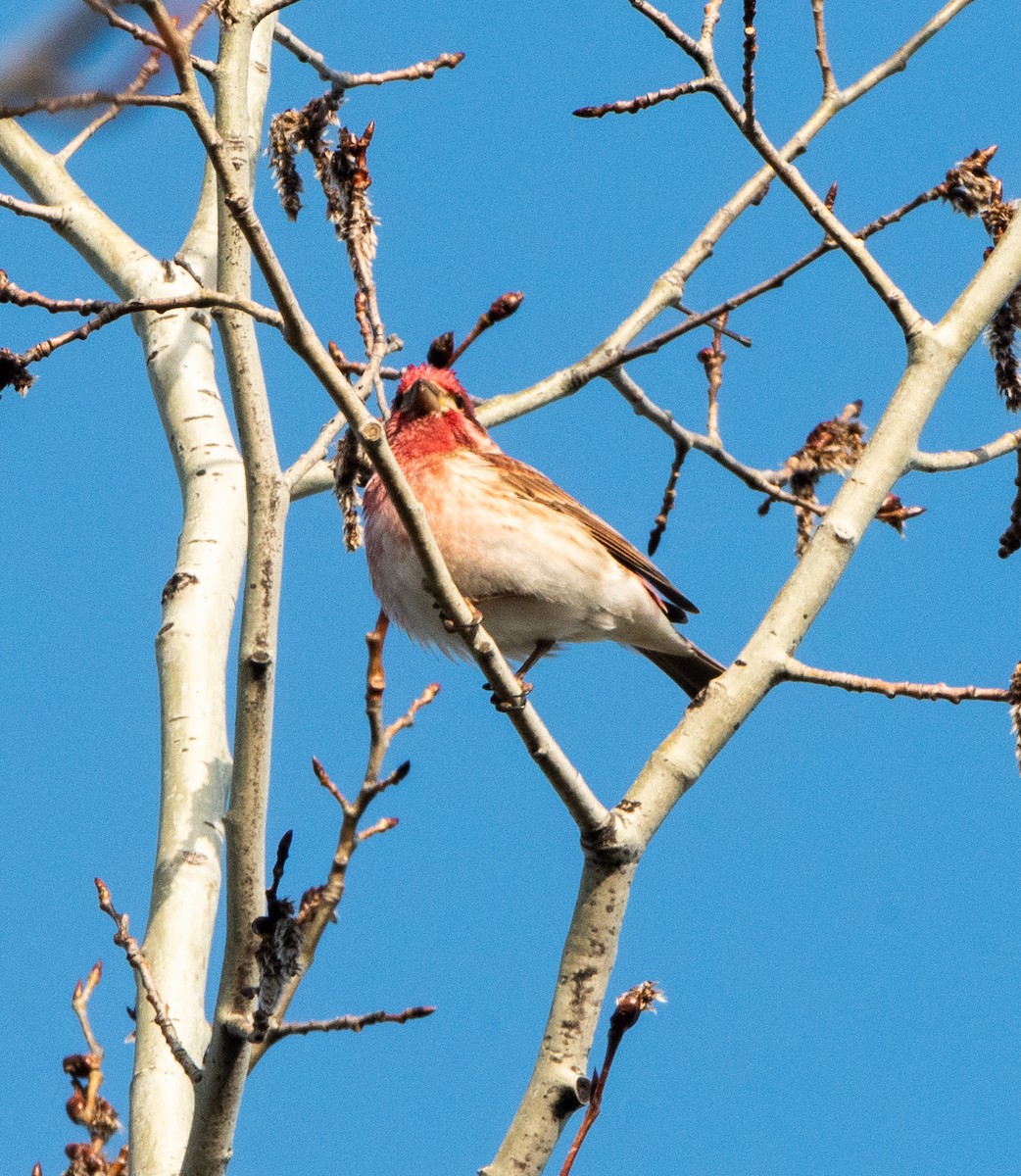 Purple Finch - ML618908664