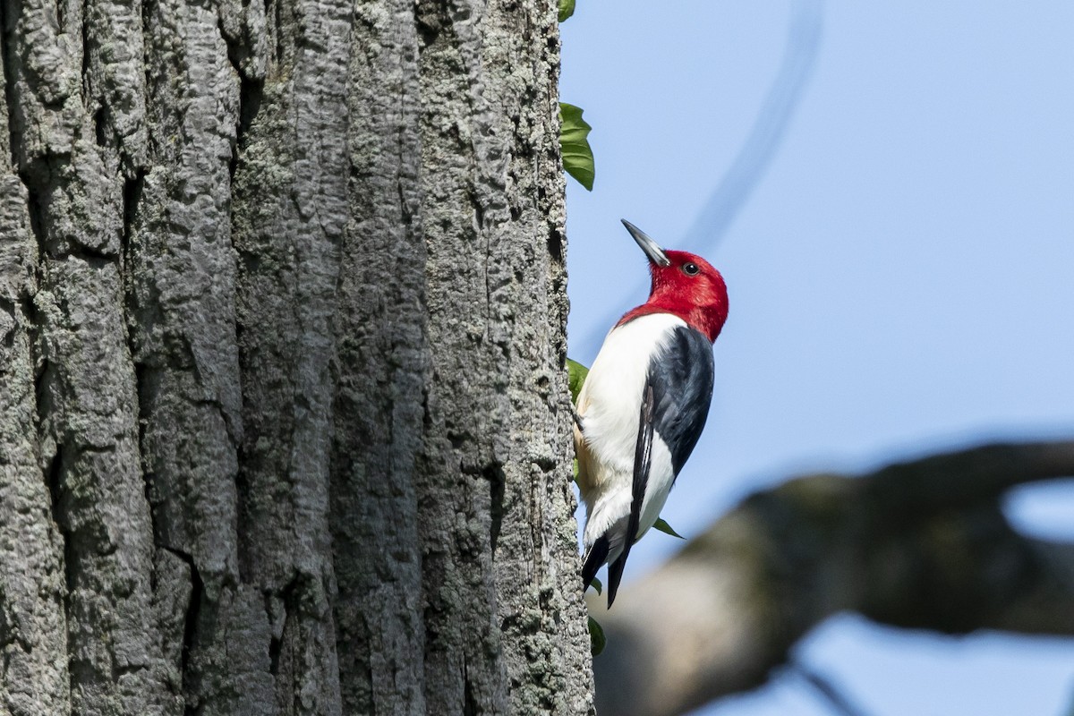 Red-headed Woodpecker - John Troth