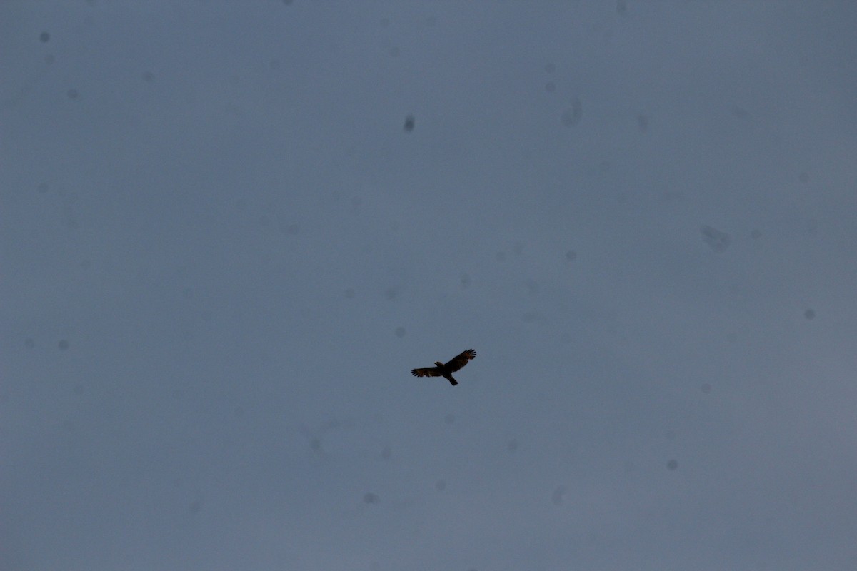 Roadside Hawk - César Lezama García