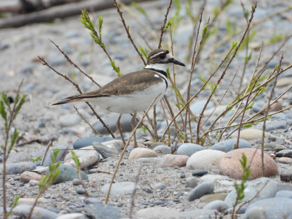 Killdeer - ML618908674