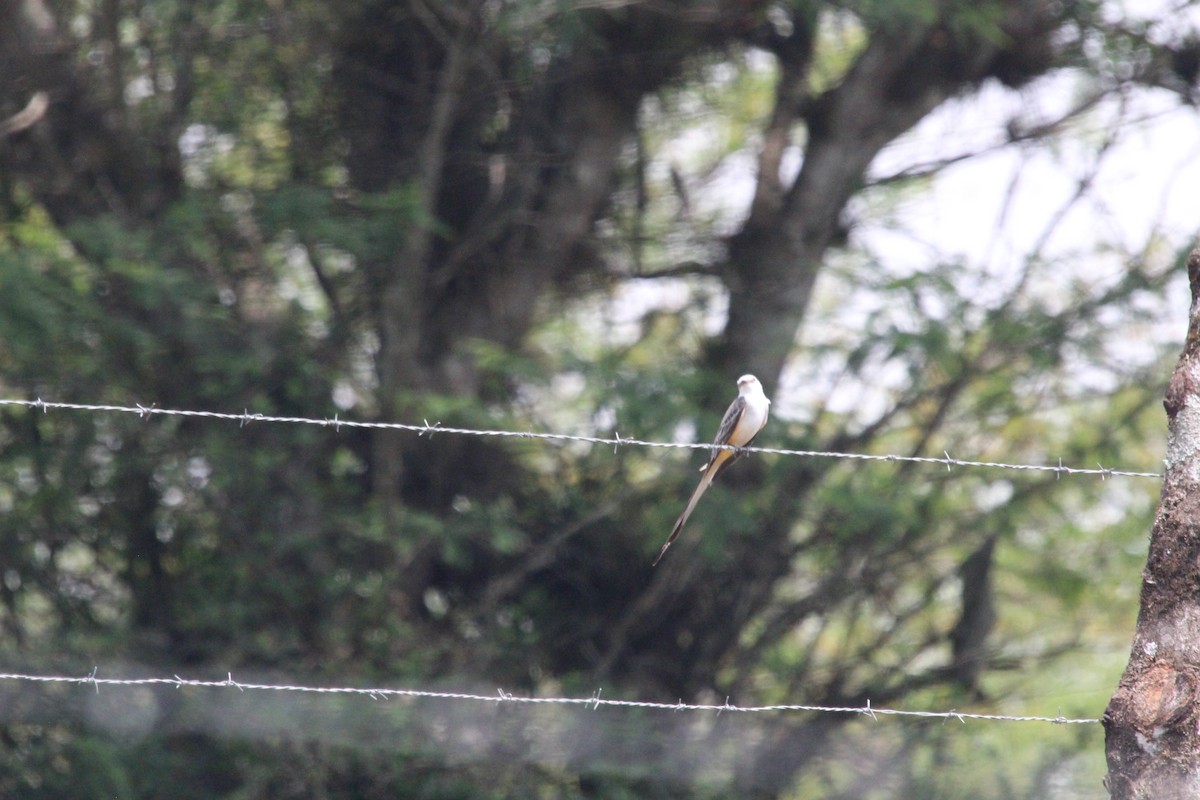 Scissor-tailed Flycatcher - César Lezama García