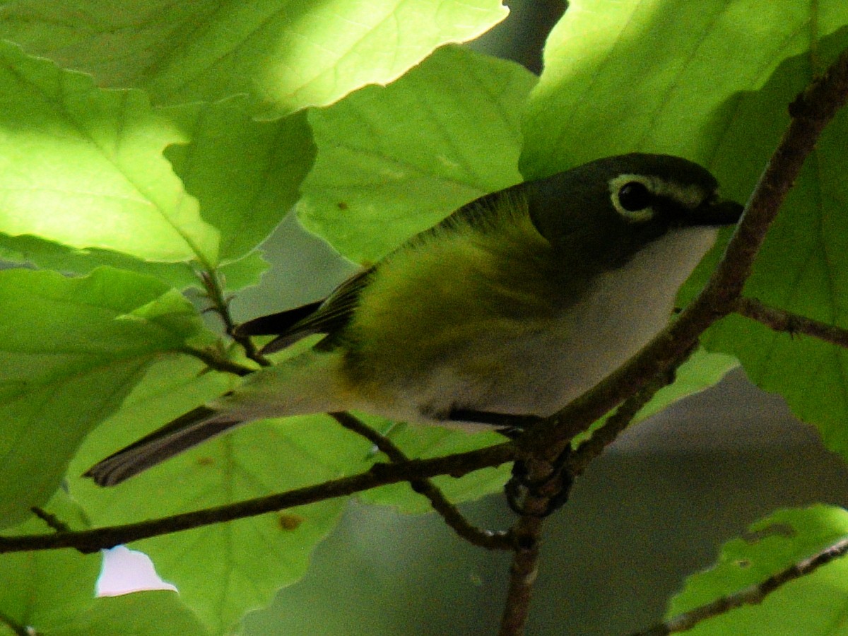 Blue-headed Vireo - ML618908690