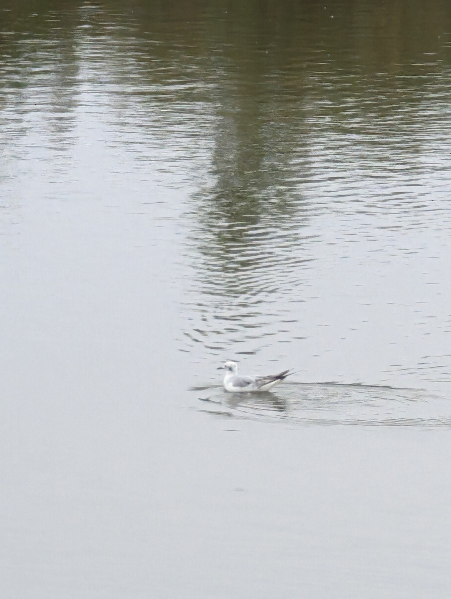 Bonaparte's Gull - Somar Bhangay