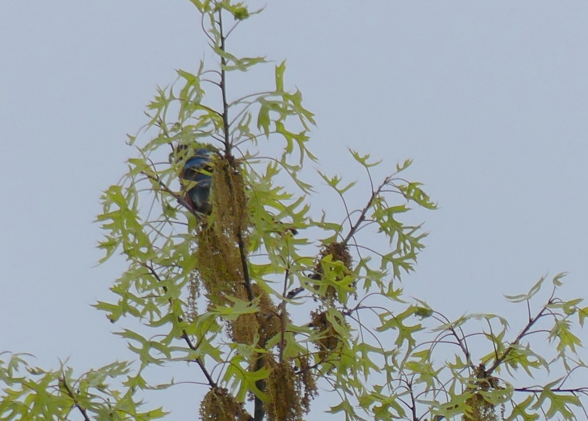 Indigo Bunting - Jim Guion