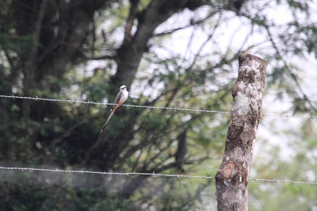 Scissor-tailed Flycatcher - ML618908698