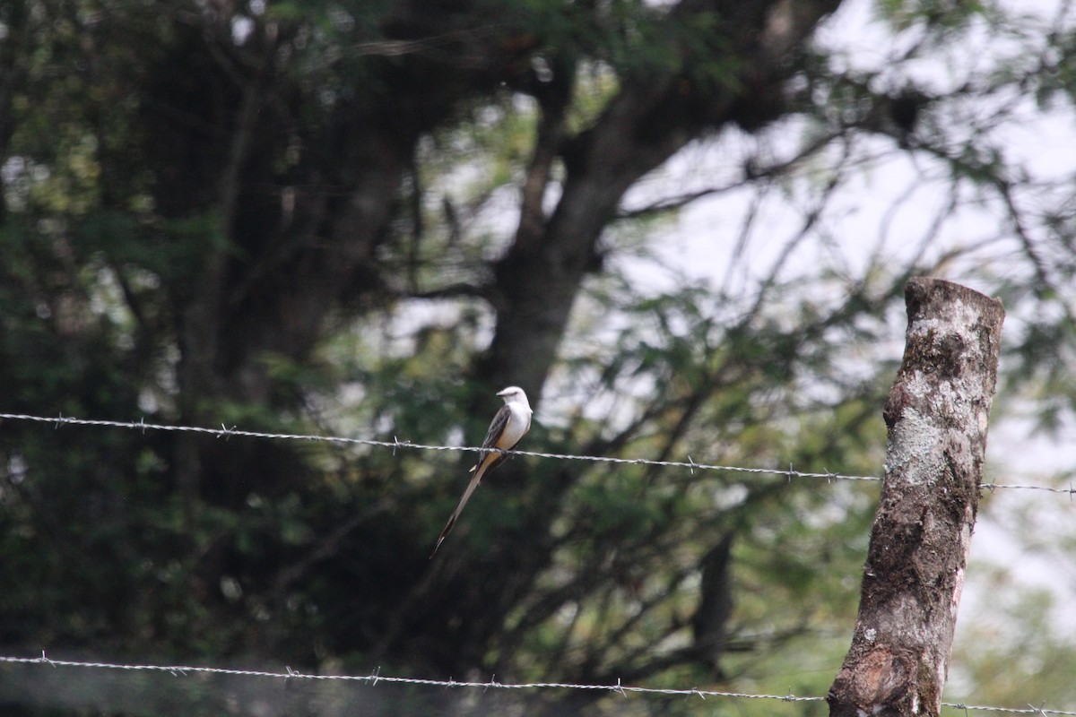 Scissor-tailed Flycatcher - César Lezama García