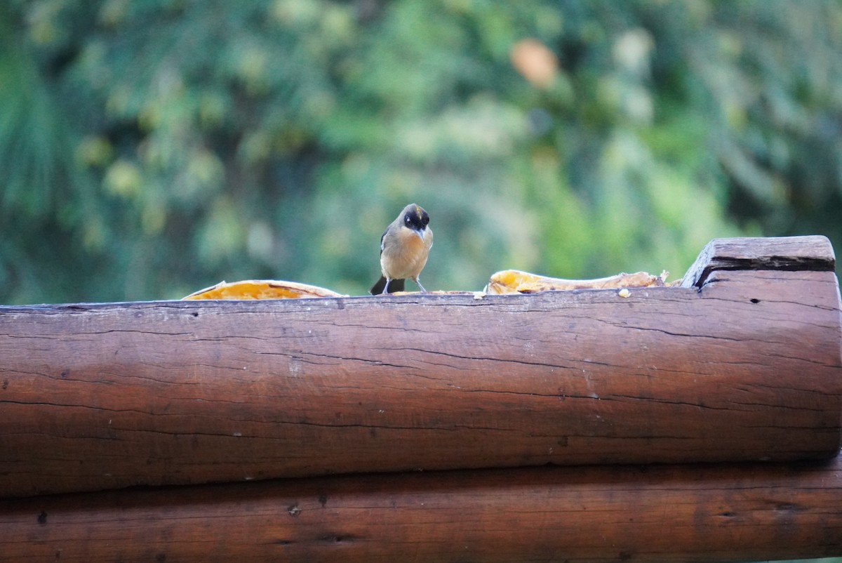 Black-goggled Tanager - ML618908704