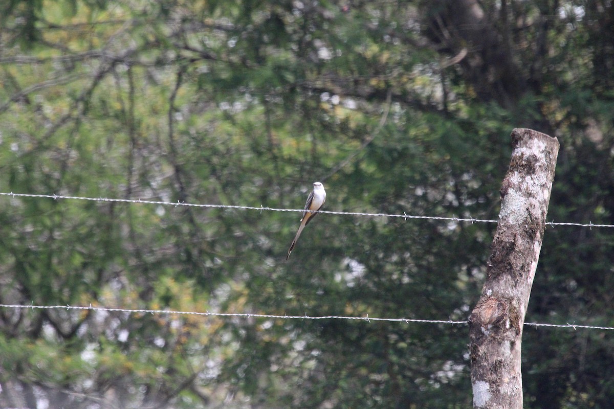 Scissor-tailed Flycatcher - César Lezama García