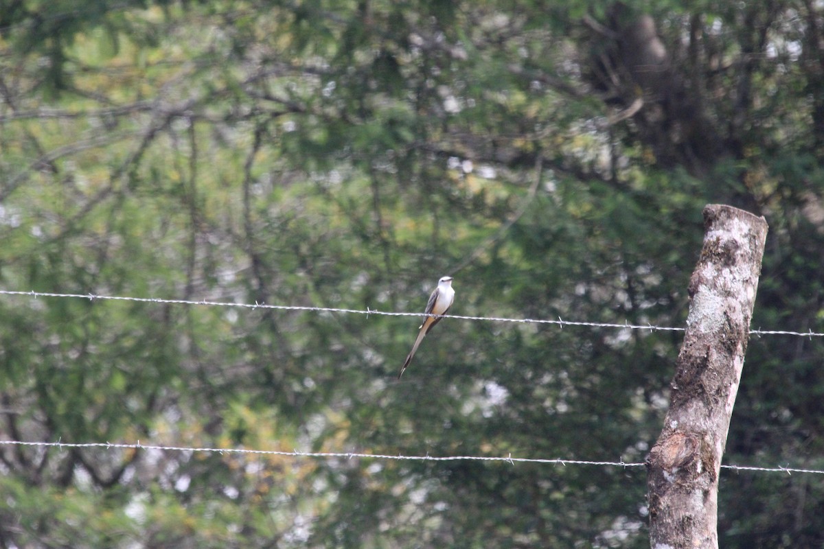 Scissor-tailed Flycatcher - César Lezama García