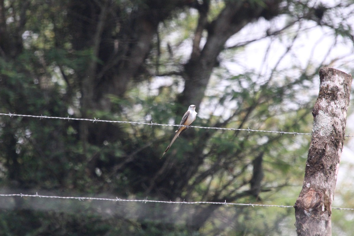 Scissor-tailed Flycatcher - César Lezama García