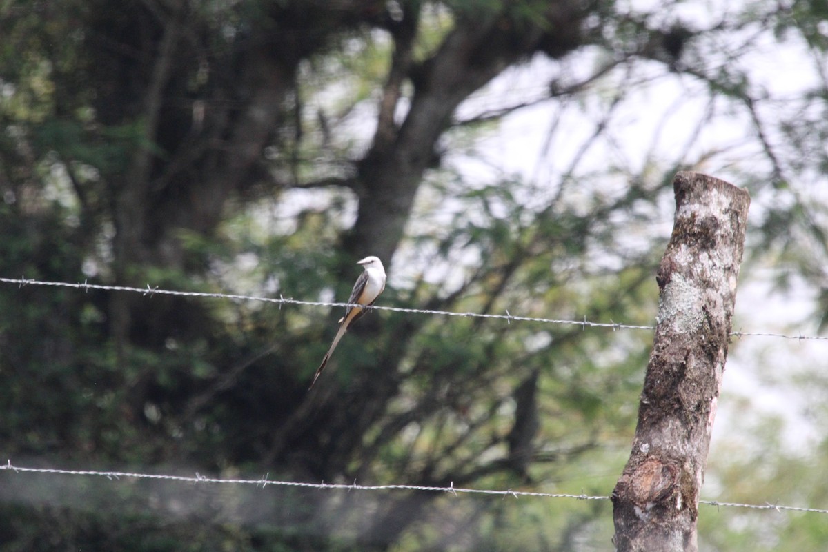 Scissor-tailed Flycatcher - César Lezama García