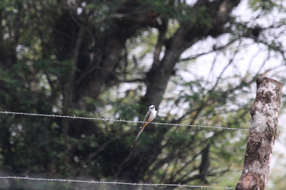 Scissor-tailed Flycatcher - César Lezama García