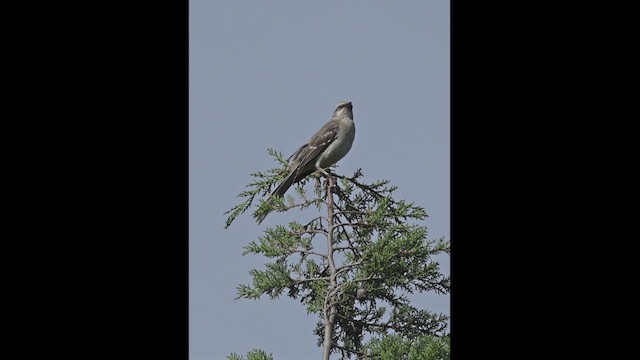 Tropical Mockingbird - ML618908717