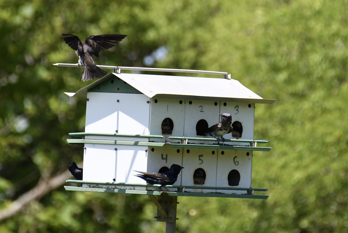 Purple Martin - Brady Wilson