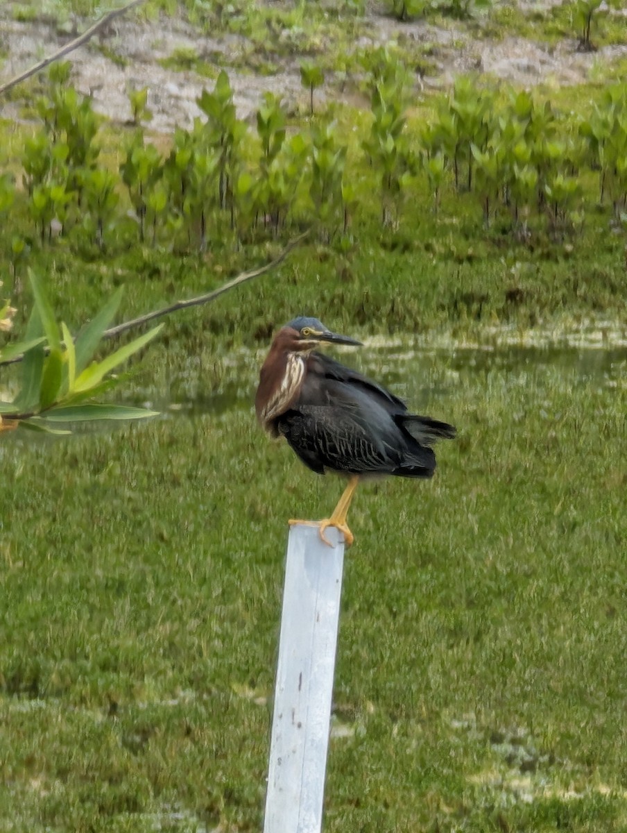 Great Blue Heron - Somar Bhangay