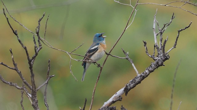 Lazuli Bunting - ML618908727