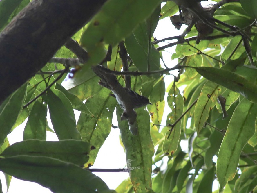 Elfin-woods Warbler - Eric Torres-Rivera