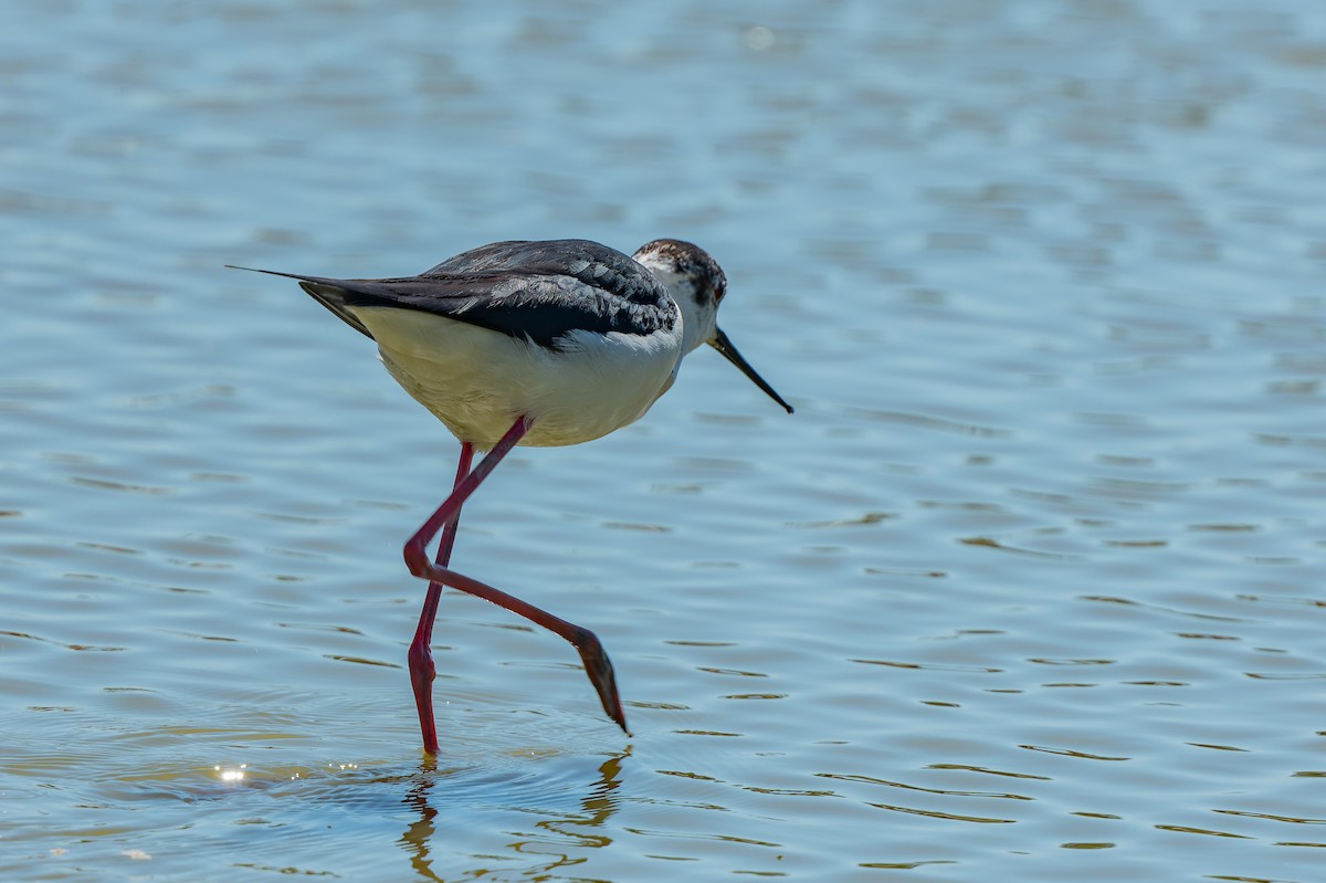 Black-winged Stilt - lucien ABAH