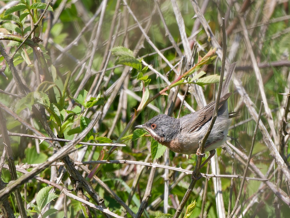 Eastern Subalpine Warbler - ML618908742