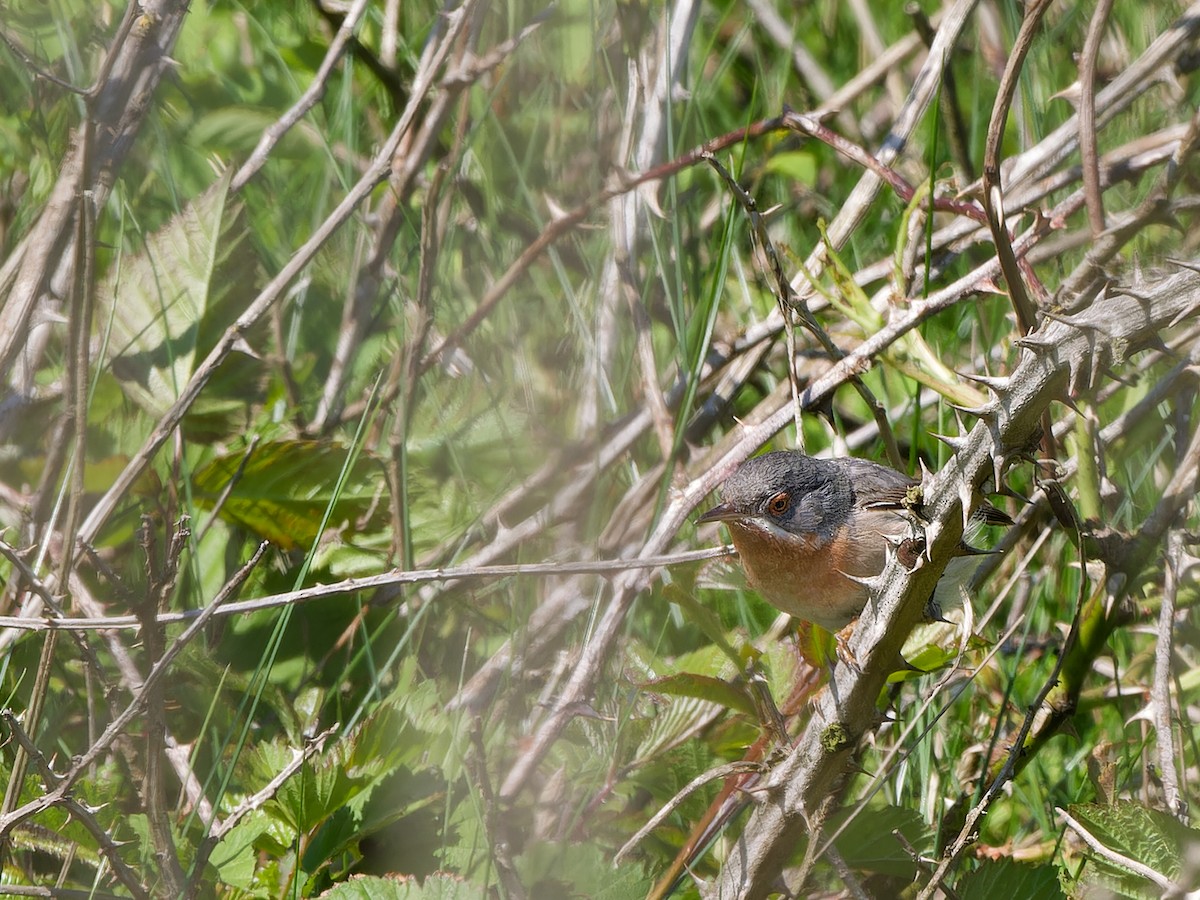 Eastern Subalpine Warbler - ML618908751