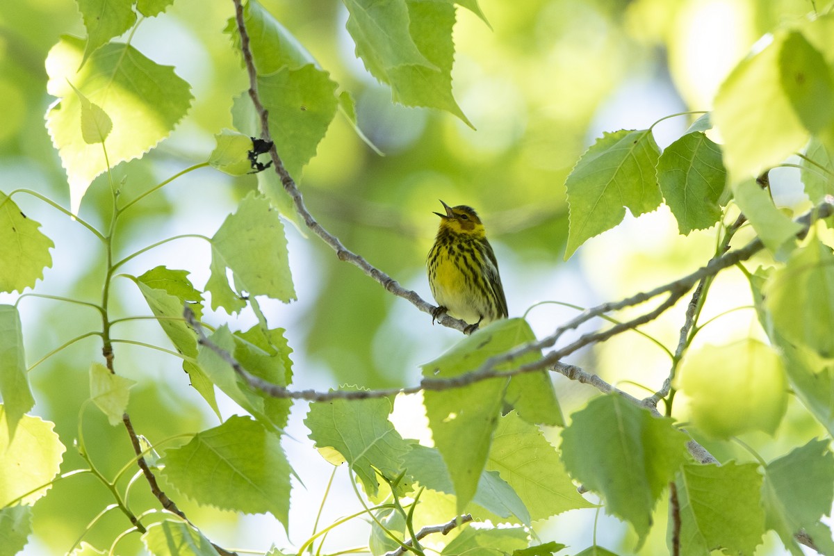 Cape May Warbler - John Troth