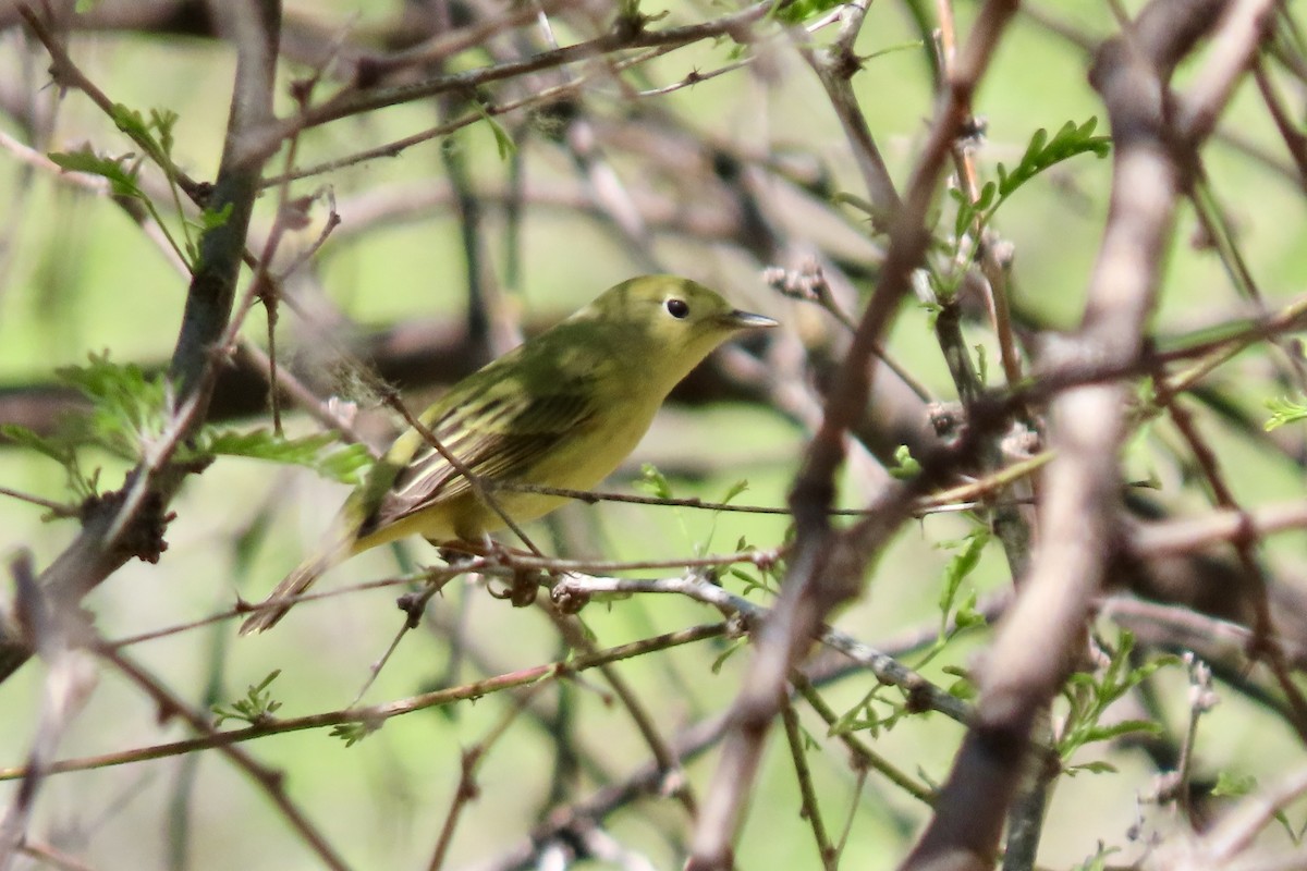 Yellow Warbler - Jonathan Montgomery