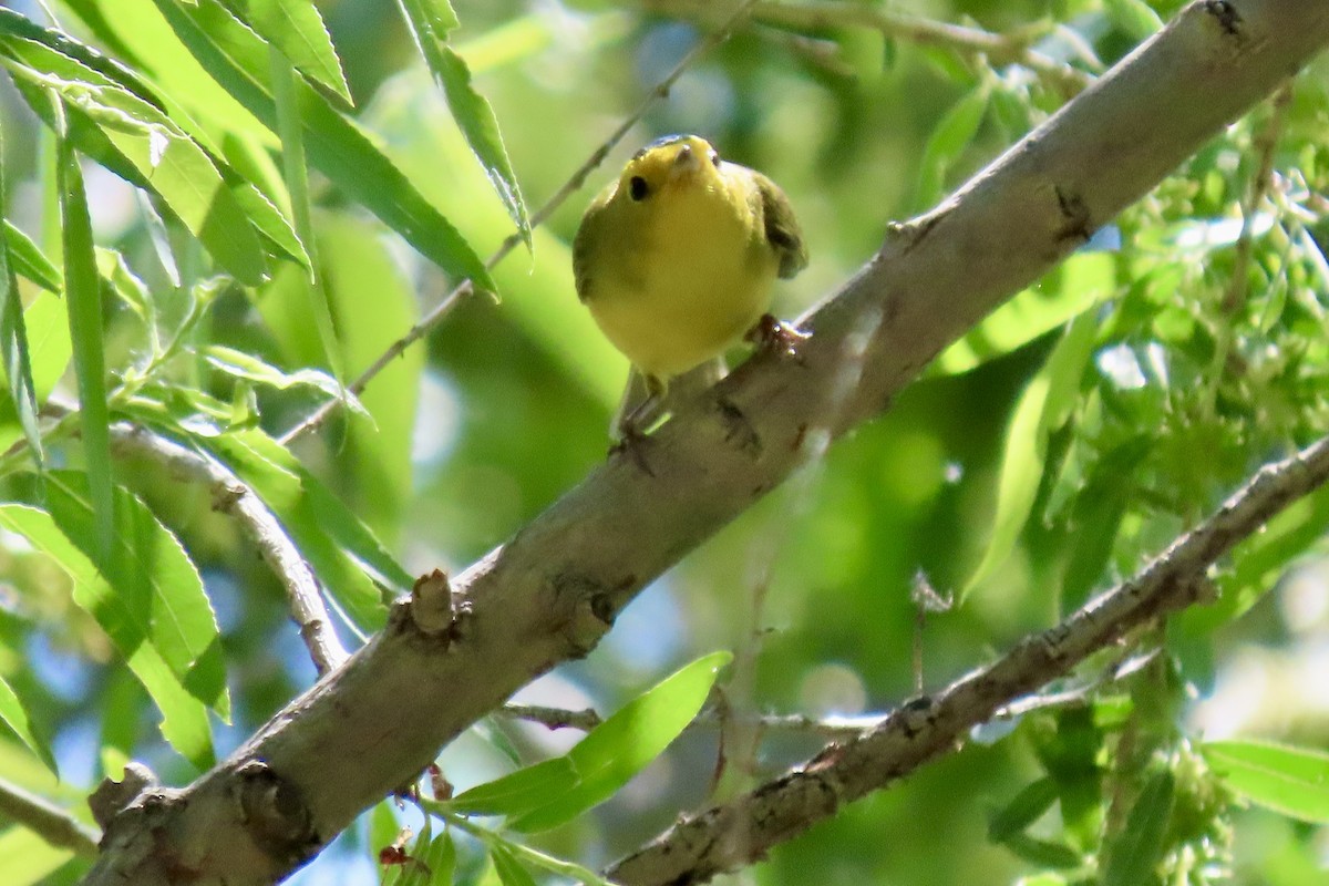 Wilson's Warbler - Jonathan Montgomery