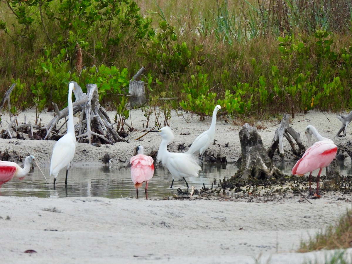 Great Egret - ML618908787