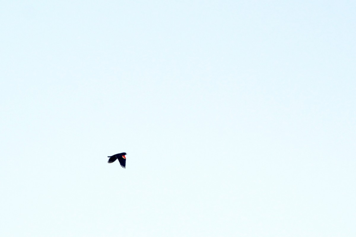 Red-winged Blackbird - Logan Anderson