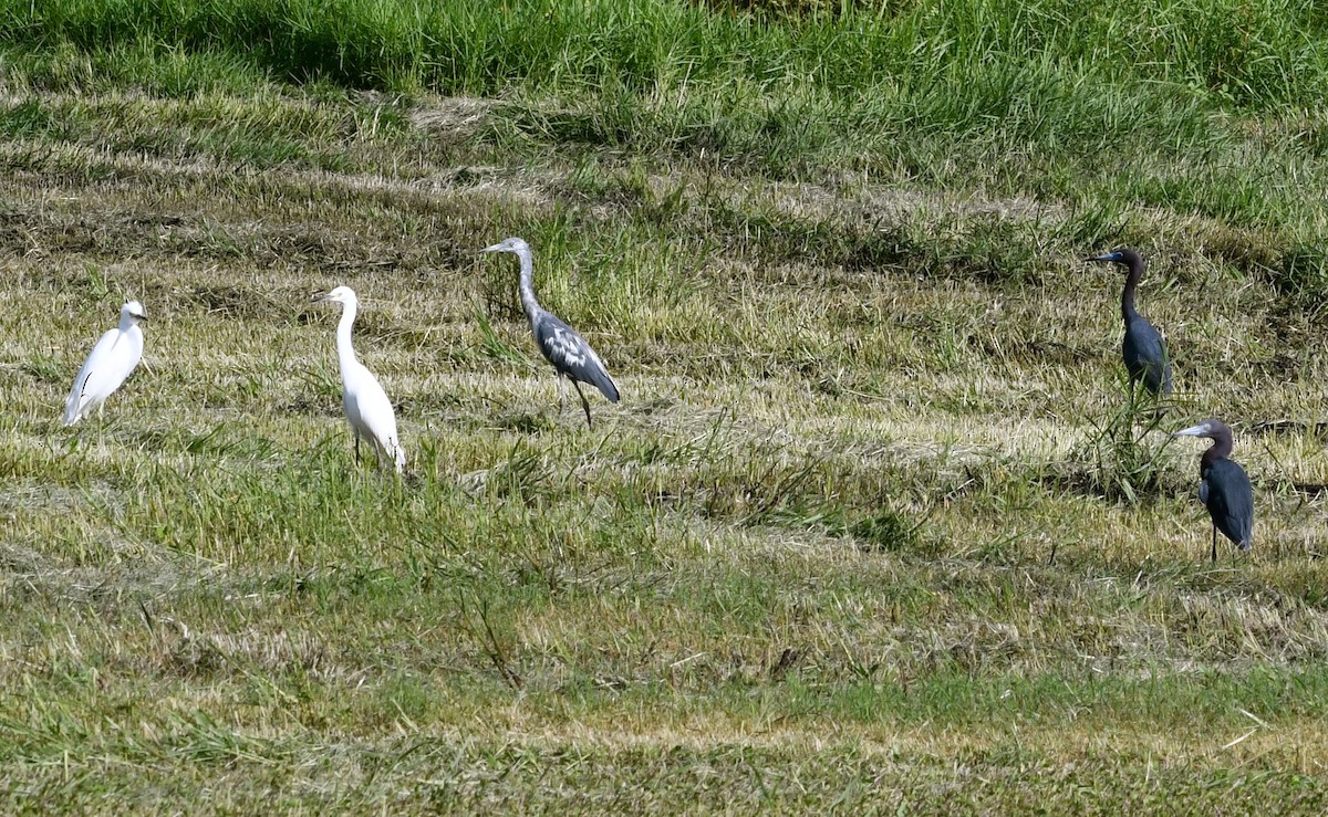 Little Blue Heron - ML61890881