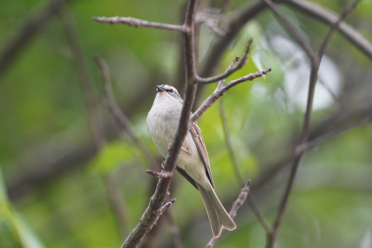 Chipping Sparrow - Braydon Leary